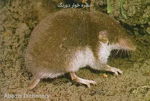 حشره خوار دورنگ